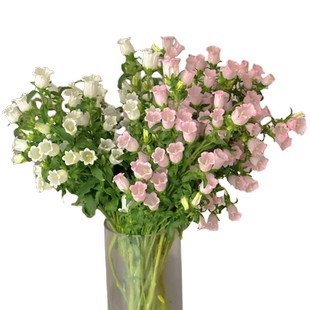 风铃花鲜花水培水养花卉云南基地直发鲜切花室内家用插花花束真花