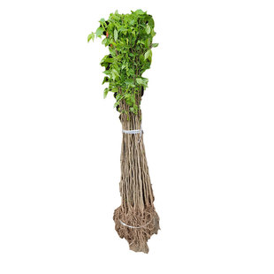 纯正中药材杜仲树苗粗皮丝棉树苗厚皮药材树苗推荐现挖保湿发货