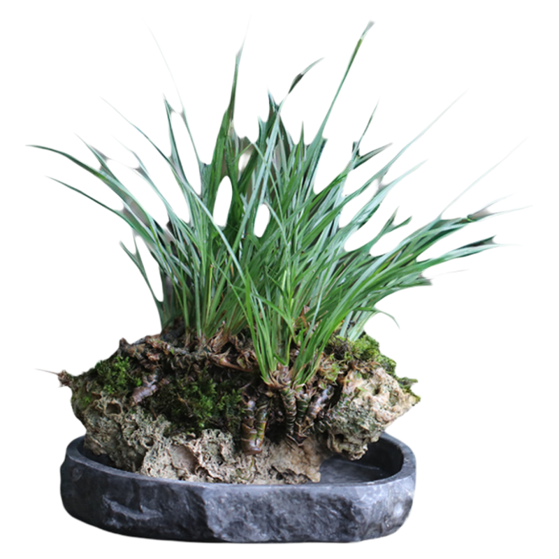 山野雅居 选图拍龙根菖蒲易养喜阴耐水泡茶席书房植物吸水石种好