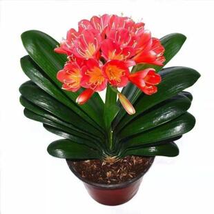 四季君子兰盆栽圆头和尚带花苞蝴蝶兰花卉盆景室内好养绿植物客厅