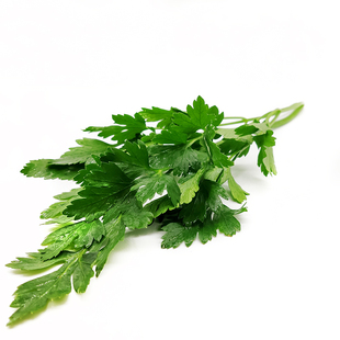 新鲜蔬菜意大利芹 欧芹  芹法国香菜 巴西里香料 西餐食材250g