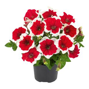 3件8折直立矮牵牛种苗阳台庭院室内外爆花盆栽易种活花苗春季花卉