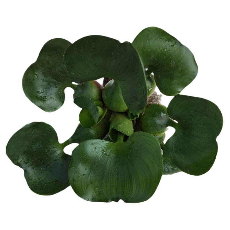 水培植物浮莲养殖鱼缸造景