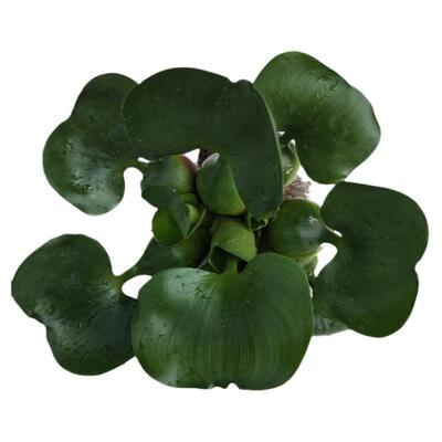 水培植物浮莲养殖鱼缸造景