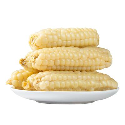 傣小糯西双版纳小拇指玉米粗粮