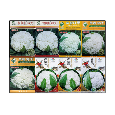 散花松花菜种子65708090100110天