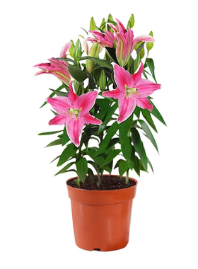 香水百合花种球花卉盆栽室内植物