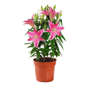 进口重瓣香水百合花种球盆栽香雪兰花卉绿植物室内四季开花郁金香