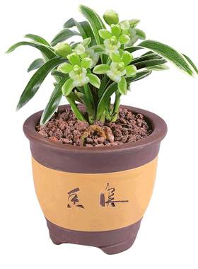 绿植兰花浓香型好养活金边矮种
