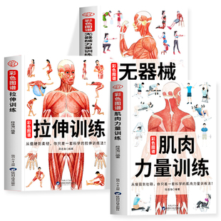 正版 肌肉力量训练彩色图谱+拉伸训练彩色图谱+无器械力量训练彩色图谱 运动解剖学肌肉图谱肌肉松解动作指导 健美训练健身书籍