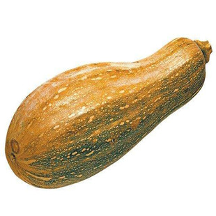 早熟甜蜜本南瓜种子秘本密本南瓜种籽粉糯面甜四季蔬菜种子包邮