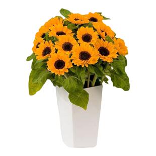 文森特橘子向日葵种子四季观赏切花耐热家庭室内阳台盆栽易种花卉