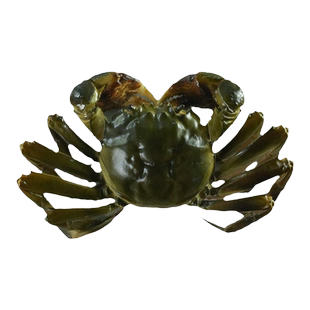 仿真阳澄湖大闸蟹模型公蟹拍摄直播道具假海鲜水产螃蟹大闸蟹模具