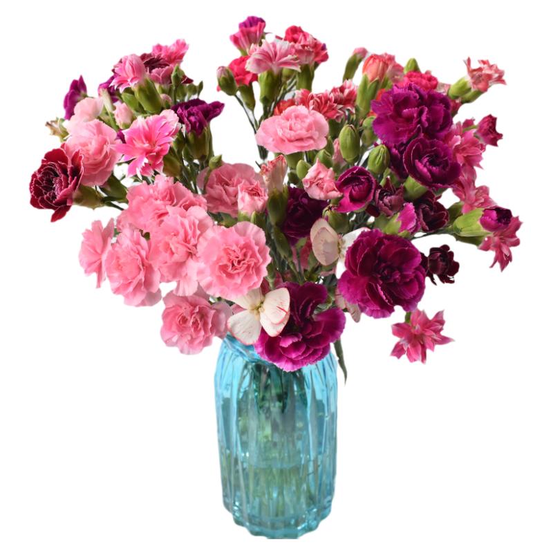 昆明直发单头AB级康乃馨鲜花