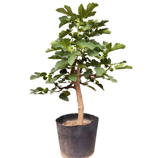 无花果树果苗波姬红特大果庭院矮化盆栽四季南方北方种植当年结果