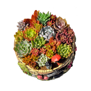 多肉植物组合小盆栽带盆套餐大颗好养女神节礼物桌面创意小盆景