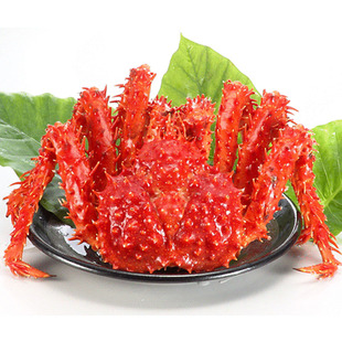 冻速冻俄罗斯帝王蟹新到船冻冰鲜冷冻海鲜水产四斤起