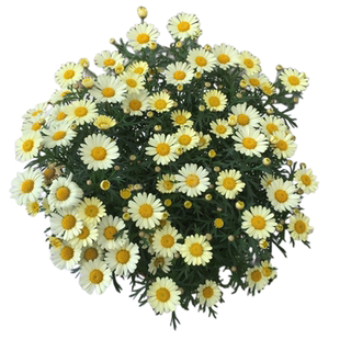 玛格丽特盆栽花苗木茼蒿雏菊春季重瓣单瓣大眼阳台庭院花卉带花苞