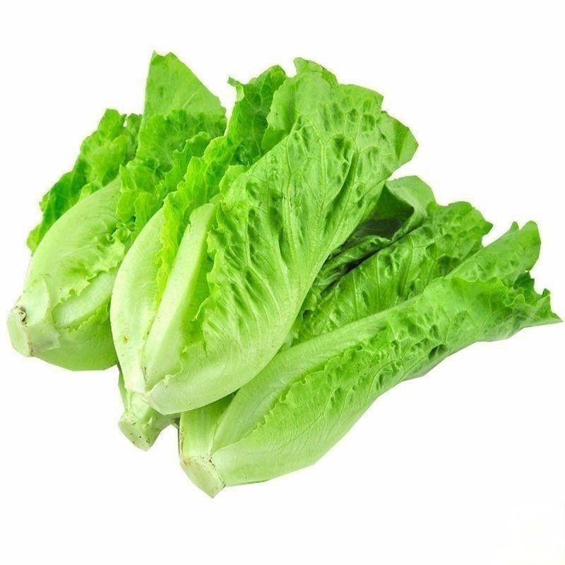 意大利生菜种子耐抽苔种子四季播种蔬菜种子大全西生菜种籽生菜球