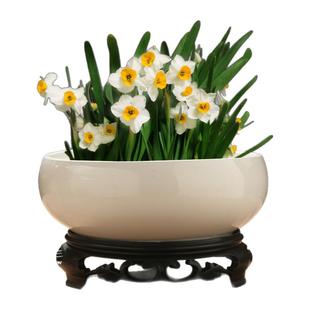 创意铜钱草绿萝水培花瓶陶瓷水仙花盆容器家用室内插花器水培器皿