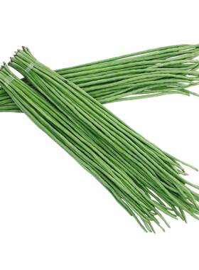 豇豆豆角种子无架豆芸豆四季豆