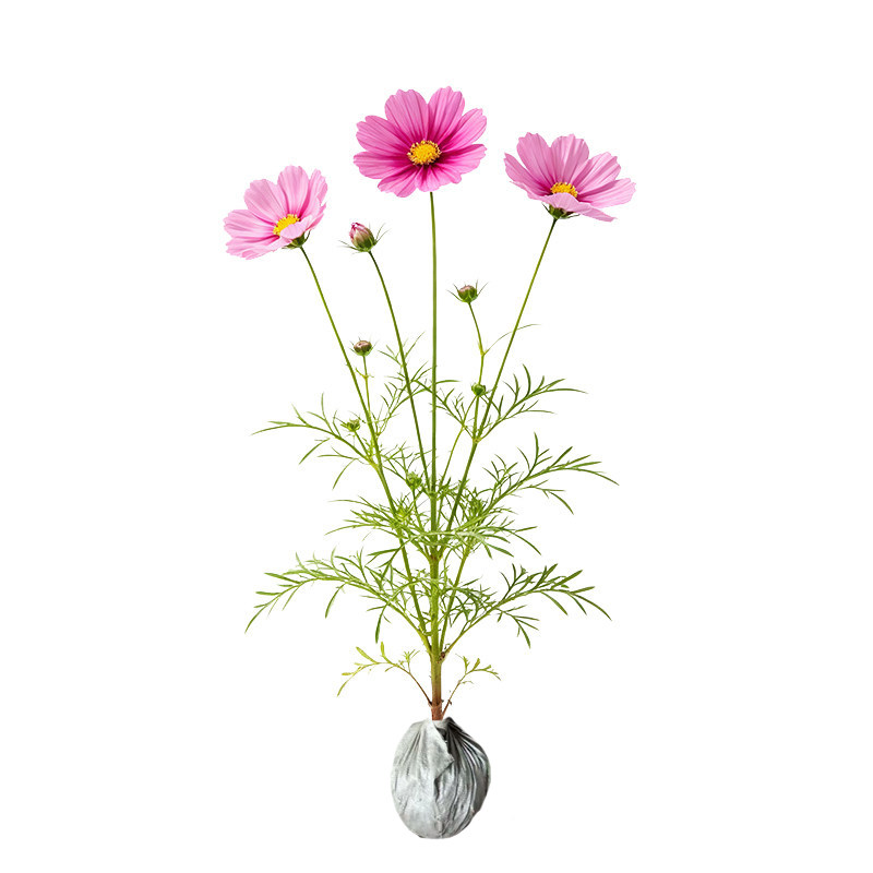 树小喜格桑花种四季播种全国好种