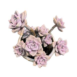 紫乐 黑腐包赔 群生大颗老桩多肉植物桌面阳台新手好养盆栽花卉