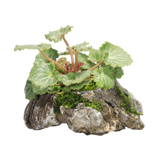 虎耳草小苗盆栽水草吸水石茶室桌面绿植苔藓微景观水陆缸水培植物