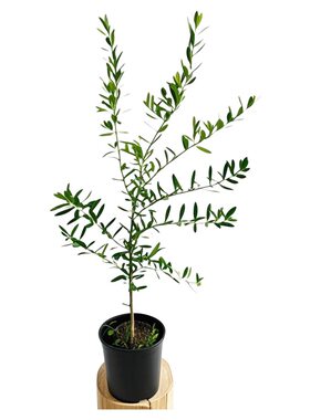 北欧风西班牙油橄榄油料植物