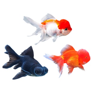 三宝金鱼精品好养耐活观赏金鱼红黑龙睛活鱼冷水鱼宠物鱼红狮金鱼