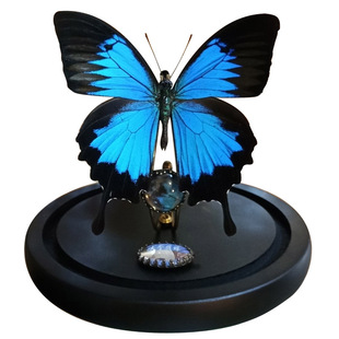 天堂凤蝶玻璃罩罐子款真蝴蝶标本摆件高级感礼物 原创