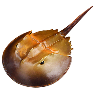 林畅模玩海洋古生物鲎模型中华鲎套装马蹄蟹儿童实心仿真动物玩具