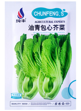 油青包心芥菜种子卷心芥菜盖菜籽