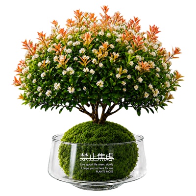 小叶赤楠苔藓球桌面绿植盆栽