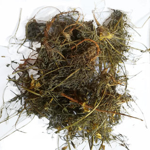 咽喉草角茴香黄花茵陈中药材太行山特产阴干色绿保证质量一斤重量