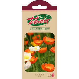 虹越萌吖吖虞美人花种子混色庭院耐寒草花境阳台盆栽春秋播花种籽