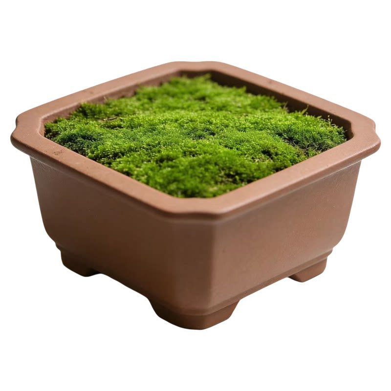 盆景苔藓种子青苔粉苔藓微景观