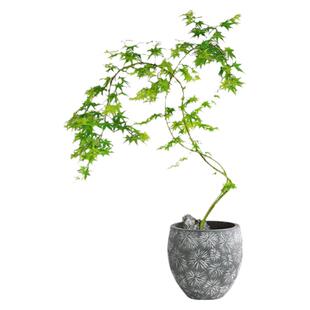 流泉枫盆栽植物造型黄金流泉枫盆景小苗室内绿植阳台常青好养易活