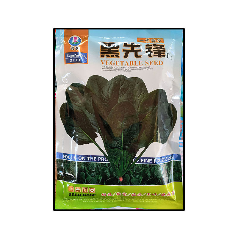 黑先锋菠菜蔬菜种子孑甜菜连根菜