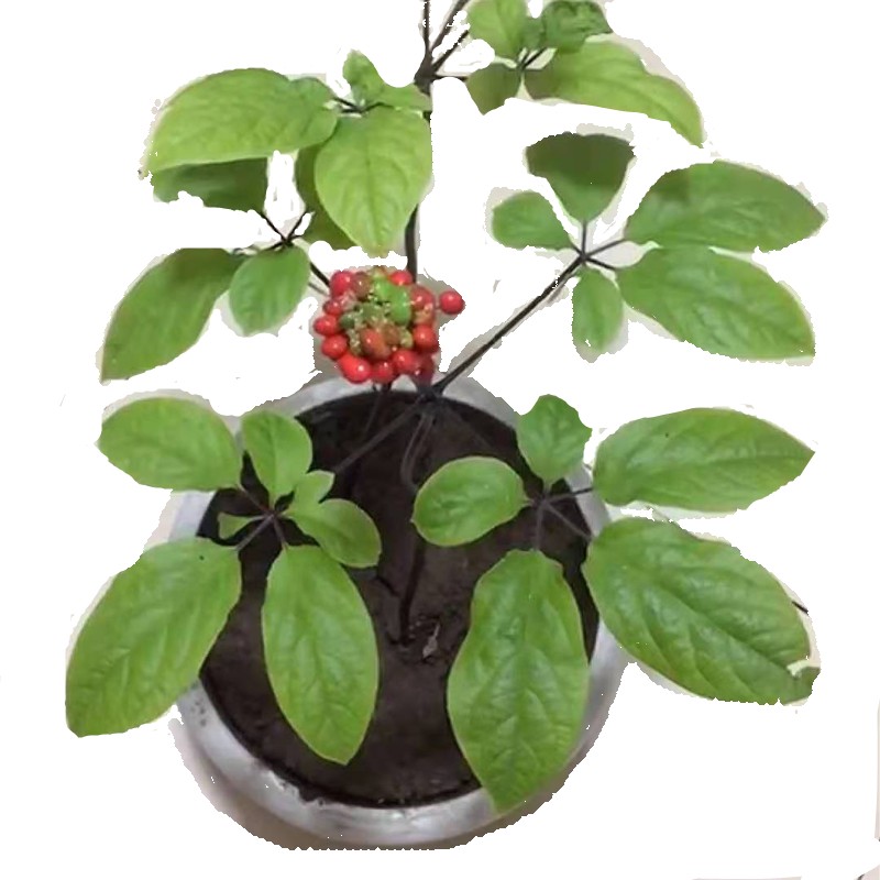 正宗长白山人参苗 西洋参苗 园参苗盆栽观赏种植苗东北特产送种子
