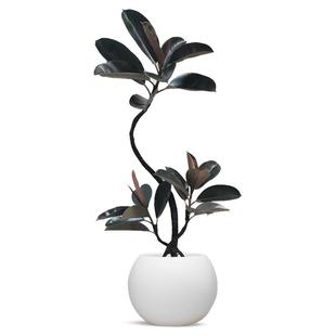 黑金刚橡皮树客厅大盆栽造型室内大型绿植好养四季真花叶阳台植物