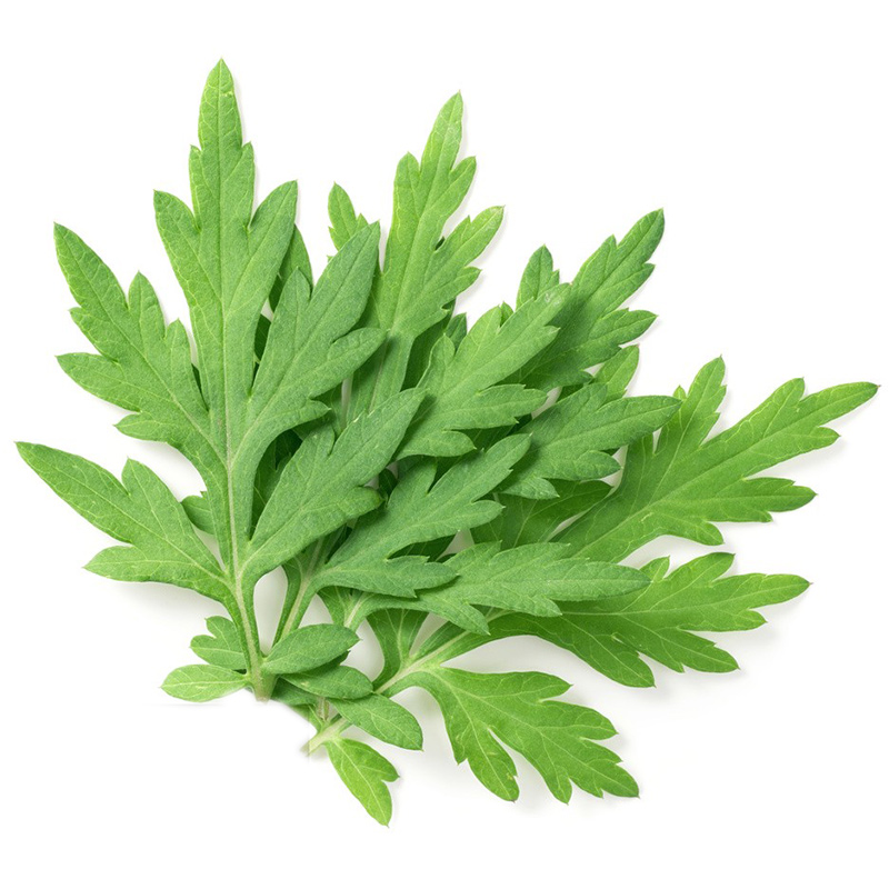 艾草新鲜食用蔬菜现摘清明草粑粑青团3斤艾叶新鲜艾草叶当季蔬菜