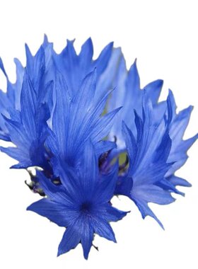矢车菊种子四季开花室外野花