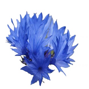 矢车菊种子大花种籽庭院阳台景观绿化易成活菊花种四季开花禾之元