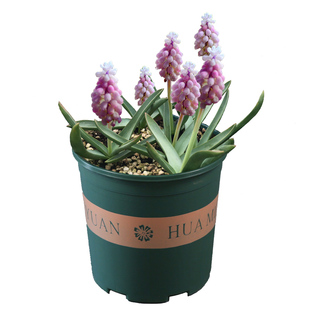 葡萄风信子种球土养水培水养进口盆栽易活阳台花卉百合多年生