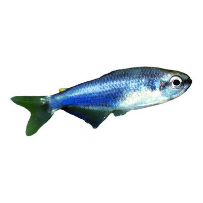 蓝凯瑞灯超级蓝国王草缸改良灯鱼