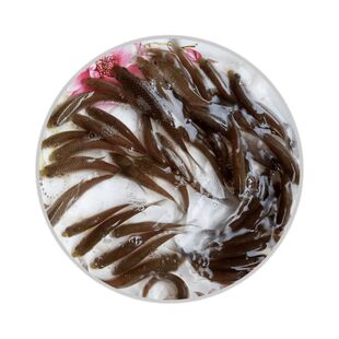 正宗优质清波鱼中华倒刺鲃乌鳞鱼青板鱼名优淡水鱼养殖冷水观赏鱼