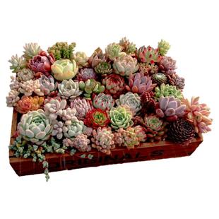 【新手盲盒福袋套餐】特价多肉植物办公室阳台小盆栽绿植19.9包邮