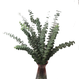 尤加利叶鲜花新鲜枝条基地直批百搭配草配叶红豆黄英一束同城速递