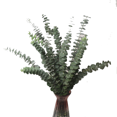 10支尤加利叶黄英红豆